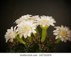 Attēlu rezultāti vaicājumam “Carex digitata flower”