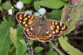 Attēlu rezultāti vaicājumam “Pararge aegeria upperside”