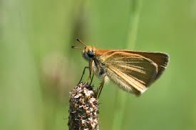 Attēlu rezultāti vaicājumam “Thymelicus lineola underside”