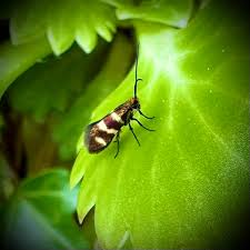 Attēlu rezultāti vaicājumam “Micropterix aureatella”