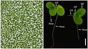 Attēlu rezultāti vaicājumam “Lemna minor”
