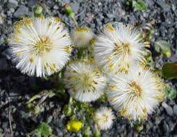 Attēlu rezultāti vaicājumam “Tussilago farfara flower”