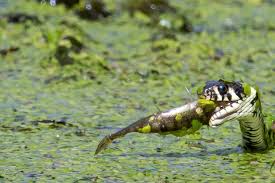 Attēlu rezultāti vaicājumam “Acronicta leporina larva”
