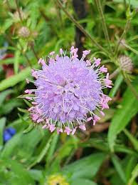 Attēlu rezultāti vaicājumam “Succisa pratensis leaf”