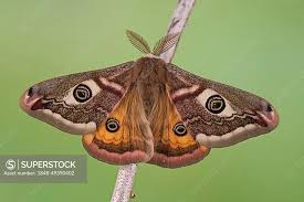 Attēlu rezultāti vaicājumam “Saturnia pavonia”