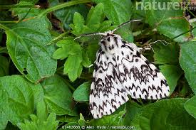 Attēlu rezultāti vaicājumam “Lymantria monacha”