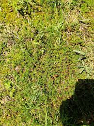 Attēlu rezultāti vaicājumam “Thamnobryum alopecurum”