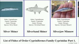 Image result for Squalius vardarensis