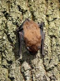 Attēlu rezultāti vaicājumam “Nyctalus noctula”