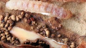 Attēlu rezultāti vaicājumam “Cydia splendana”