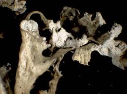 Attēlu rezultāti vaicājumam “Ramalina pollinaria”