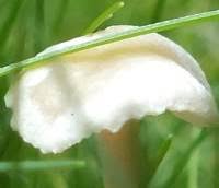 Attēlu rezultāti vaicājumam “Collybia tuberosa”