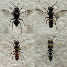 Attēlu rezultāti vaicājumam “Crabronidae”