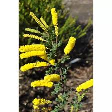 Attēlu rezultāti vaicājumam “Dianemataceae”