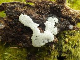 Attēlu rezultāti vaicājumam “Hemitrichia lutescens macro”