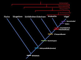 Image result for Evolution Stammbaum