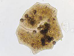 Attēlu rezultāti vaicājumam “Licea pygmaea”