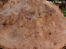 Attēlu rezultāti vaicājumam “Aurantiporus fissilis”