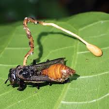 Attēlu rezultāti vaicājumam “Cordyceps”