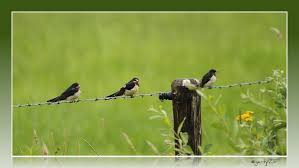 Attēlu rezultāti vaicājumam “Hirundo rustica juvenile”