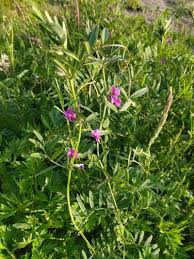Attēlu rezultāti vaicājumam “Vicia angustifolia”