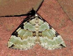 Attēlu rezultāti vaicājumam “Colostygia pectinataria male”