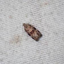 Attēlu rezultāti vaicājumam “Dichelia histrionana”