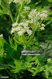 Image result for Myrrhis odorata