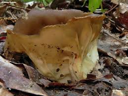 Attēlu rezultāti vaicājumam “Helvella acetabulum”