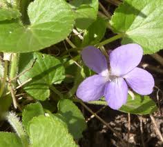 Attēlu rezultāti vaicājumam “Viola hirta”