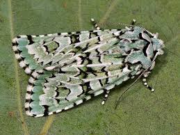 Attēlu rezultāti vaicājumam “Griposia aprilina”