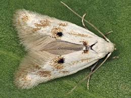 Attēlu rezultāti vaicājumam “Elachista maculicerusella”