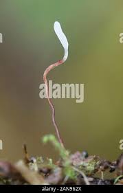 Attēlu rezultāti vaicājumam “Typhula erythropus”