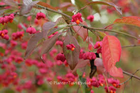 Attēlu rezultāti vaicājumam “Euonymus europaeus”