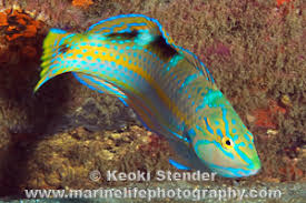 Image result for Halichoeres radiatus