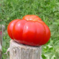 Afbeeldingsresultaat voor costoluto genovese tomato