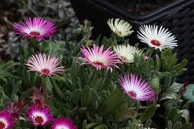 Image result for Mesembryanthemum criniflorum