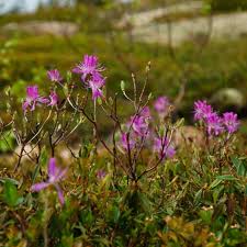 Attēlu rezultāti vaicājumam “Rhododendron canadense”