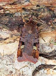 Attēlu rezultāti vaicājumam “Diarsia brunnea”