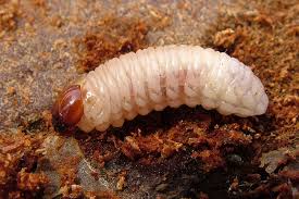 Attēlu rezultāti vaicājumam “Hylobius abietis”