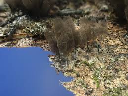 Attēlu rezultāti vaicājumam “Comatricha fragilis”