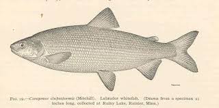 Image result for Coregonus clupeaformis
