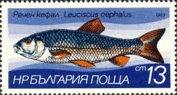 Image result for Squalius cephalus cavedanus