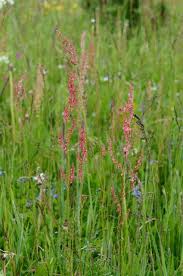 Attēlu rezultāti vaicājumam “Rumex acetosa”