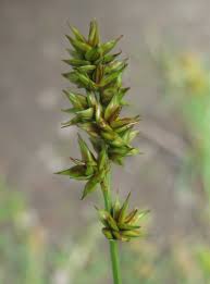 Attēlu rezultāti vaicājumam “Carex spicata”