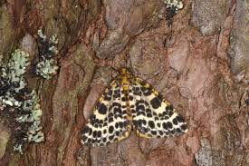 Attēlu rezultāti vaicājumam “Arichanna melanaria”