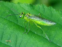 Attēlu rezultāti vaicājumam “Rhogogaster viridis”