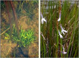 Attēlu rezultāti vaicājumam “Lobelia dortmanna flower”
