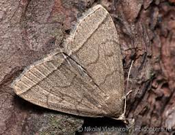 Attēlu rezultāti vaicājumam “Herminia tarsicrinalis”