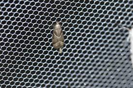 Attēlu rezultāti vaicājumam “Nyctegretis lineana”